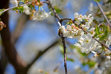 Honeybee (Anthophila) collecting nectar from a white cherry flower. Bee on cherry tree blossom. Blurred background