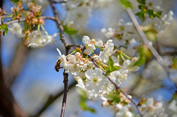 Honeybee (Anthophila) collecting nectar from a white cherry flower. Bee on cherry tree blossom. Blurred background