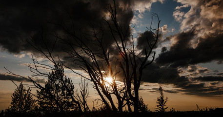 Dead tree on sunset background