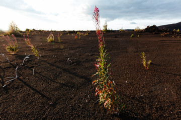 Flowers growing near the volcano