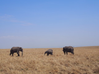Fototapeta na wymiar Elephant grazing and walking in the plains of Masai Mara National Reserve during a wildlife safari, Kenya