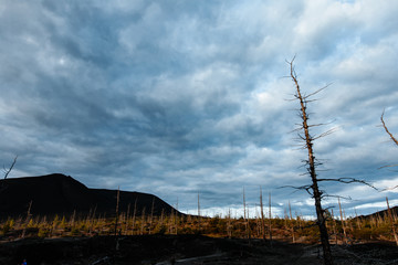 Dead Forest Near Plosky Tolbachik Volcano