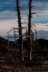 Dead Forest Near Plosky Tolbachik Volcano