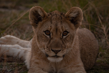 Fototapeta na wymiar Cute lion cub South Africa