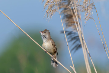 Great reed warbler bird ( Acrocephalus arundinaceus).Wildlife photo