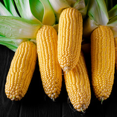 Young corn bonduel lies on a wooden table. Ready to eat