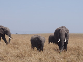 Elephant grazing and walking in the plains of Masai Mara National Reserve during a wildlife safari, Kenya