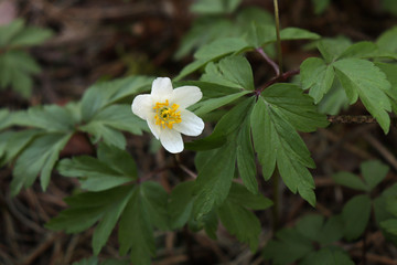 White flower. Bell flower. White flower with green leaves.