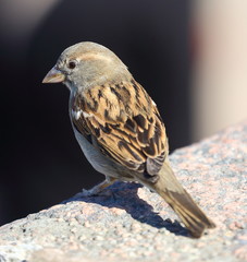 Sparrow on a granite fence