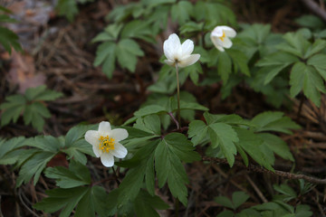 White flowers. Jasmine. Blooming jasmine in the garden