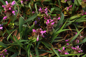Pink flowers. Pink flowers in the grass.