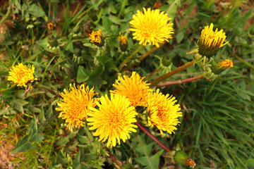 Dandelions in the spring. Dandelions on a sunny day.