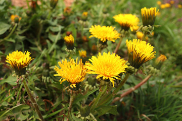 Yellow flowers. Dandelions. Yellow dandelions. Flowers Bloom.