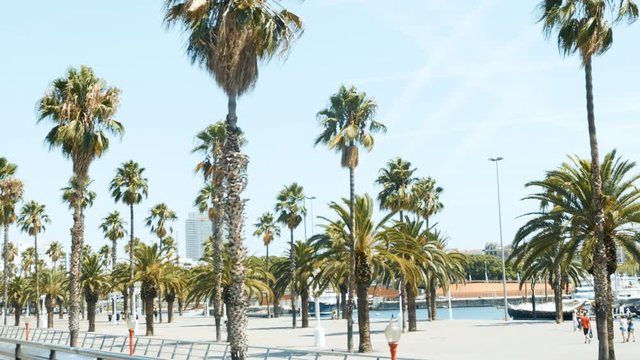 Palm trees in sunny Barcelona. Beautiful nature. Summer