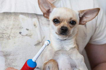 Hand brushing dog s tooth for dental. Indoors, medicine.