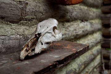 skull of herbivore on wooden gray wall background