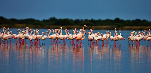 Large flocks of Rosa Flamingo, Phoenicopterus roseus, on lakes in Sardinia © vladislav333222