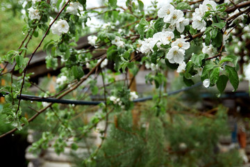 young flowering green branches of apple trees