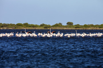 Fototapeta na wymiar Large flocks of Rosa Flamingo, Phoenicopterus roseus, on lakes in Sardinia
