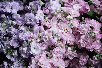 Beautiful gradient matthiola flowers texture from tender pink to tender purple, close up