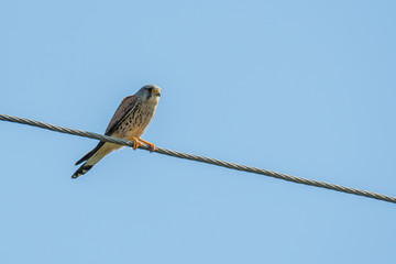 Common Kestrel , Falco tinnunculus, little birds of prey