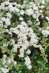 White blossom spiraea in the garden