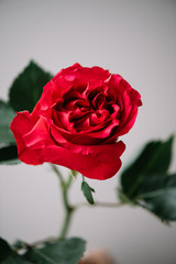 Beautiful blossoming single red rose flower on the grey wall background, close up view, vertical photo