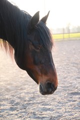 the head of a brown horse close up