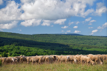 Fototapeta premium Schafherde in der Rhön