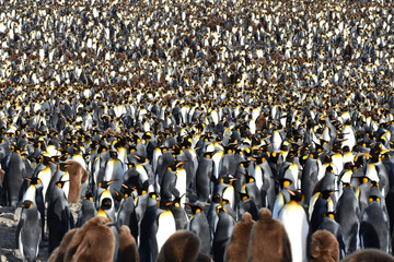 King penguin colony near Saint Andrew's Bay, South Georgia Island