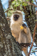 Vervet monkey eating apple core in tree