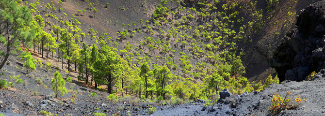 Vulkankrater San Antonio mit Kanarenkiefern, Los Canarios,  Insel La Palma, Kanaren, Spanien, Europa, Panorama