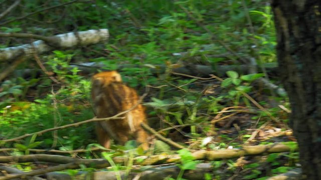 Young Wild Boar Roaming Around The Green Forest. - close up shot