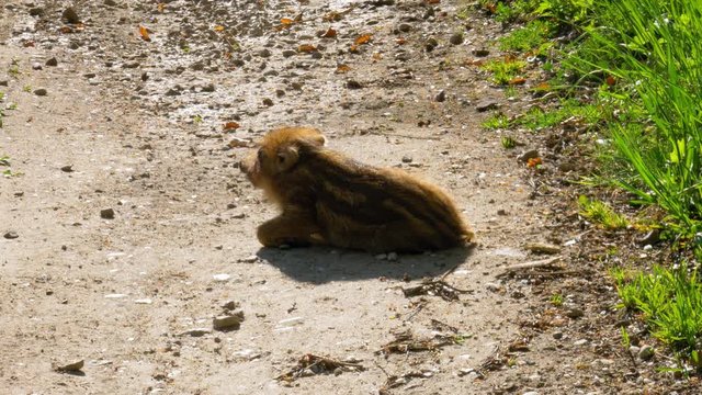 Young Wild Boar, Piglet Lying On The Ground On A Sunny Day. - close up shot