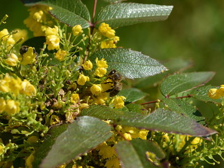 A bee sits on a beautiful, yellow magonia flower and drinks nectar
