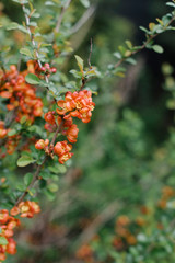 Orange japanese quince in the garden