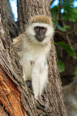 Vervet monkey sits in tree looking out