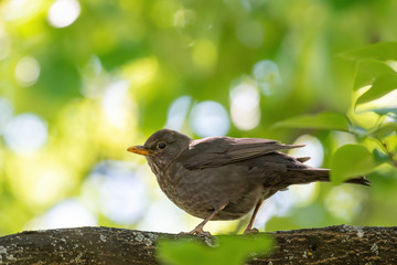 Common Blackbird also known as Turdus merula.