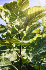 Figs on the branch of a fig tree.