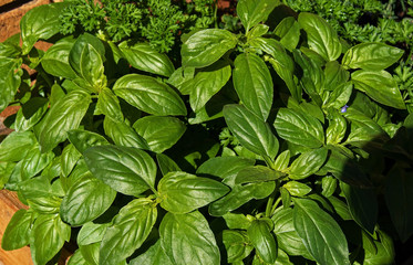 Basil, parsley and sage - Lovely green herbs