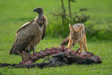 Vulture watches black-backed jackal by wildebeest carcase