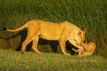 Fototapeta na wymiar Walking lioness pushes cub down on grass