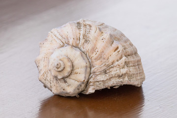 Big conch close-up, isolated rounded shell. Concept of a vacation at sea. Seashell lying on a lacquered wooden table