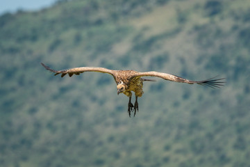 White-backed vulture glides past hillside in sunshine