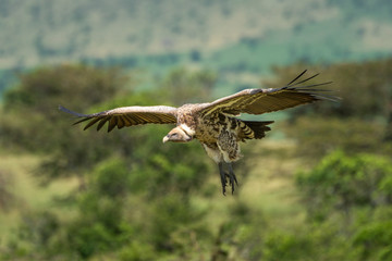 White-backed vulture glides over trees in savannah