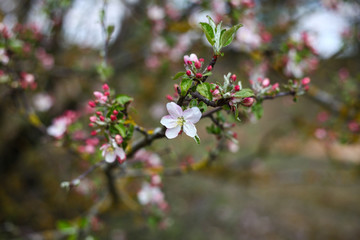 blooming apple tree branches ,spring background