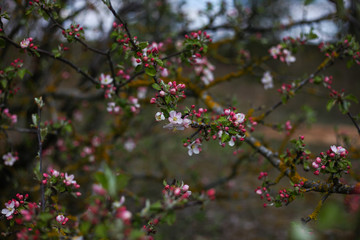 blooming apple tree branches ,spring background