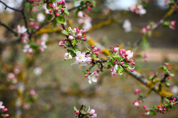 blooming apple tree branches ,spring background