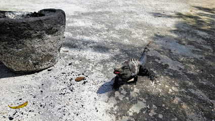 The miracles of disguise. The iguana is painted in shades of gray, like the stones around it. She looks like a stone, only a red tongue breaks the disguise. Mexico.