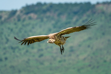Obraz premium White-backed vulture glides with grassy ridge behind